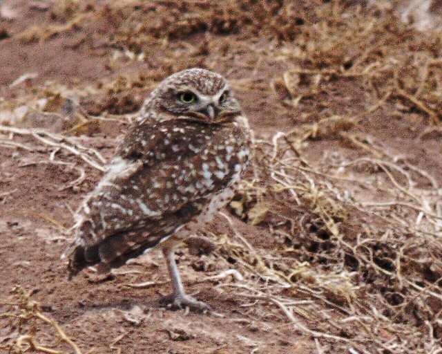 �2004 Steve Sosensky - 2004.02.13, El Centro, CA